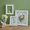 Pressed Botanical Wall Decor - Sunflower