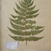 Pressed Botanical Wall Decor - Lady Fern