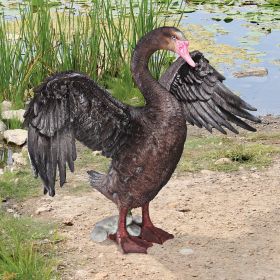 BEAUTIFUL BLACK SWAN STATUE