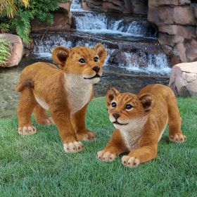 S/2 LION CUBS OF THE SAHARA